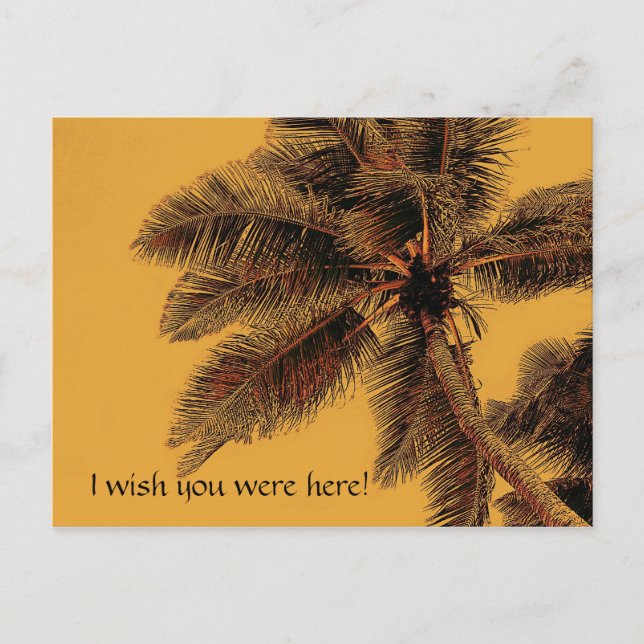 exotic palm postcard (Front)