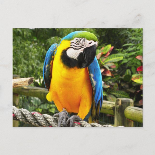 Exotic Parrot Postcard (Front)