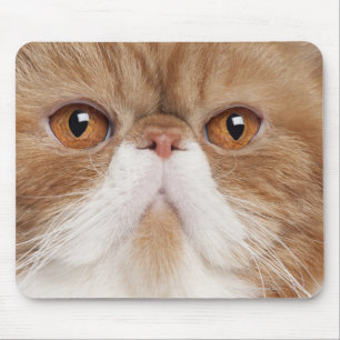 Exotic Shorthair (2,5 years old) Mouse Pad