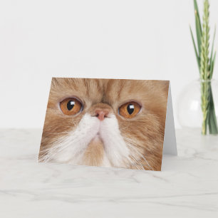 Exotic Shorthair Card