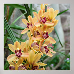 Exotic Star Orchids Poster