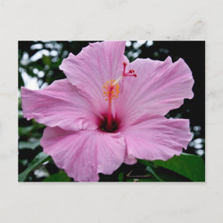 Exotic Trumpet Flower Postcard