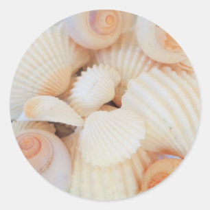 Exotic White Peach Sea Shells, Summer Beach Classic Round Sticker