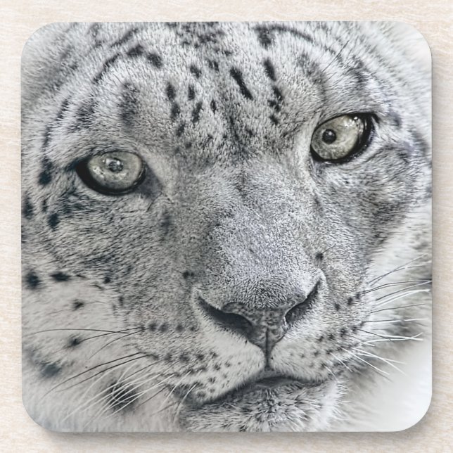 Exotic White Snow Leopard Coaster (Front)