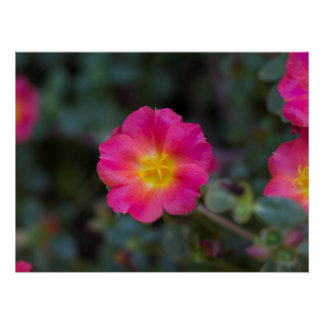 Exotic Wingpod Purslane Flower Print