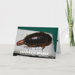 Expectant mother Dubia roach with egg sac Card