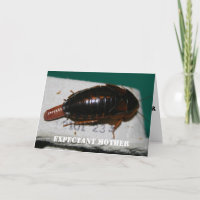 Expectant mother Dubia roach with egg sac