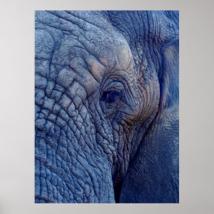 EXPERIENCE WALK WITH THE ELEPHANTS HOW ABOUT HUGGI POSTER