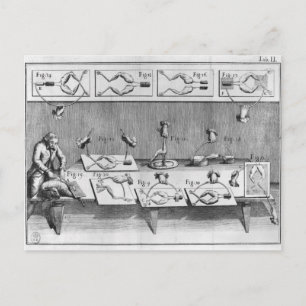 Experiment on frogs postcard