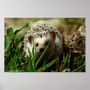 Explorer poster