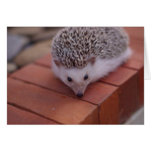 Exploring hedgehog card