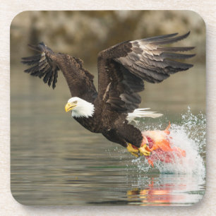 Explosive Bald Eagle Coaster