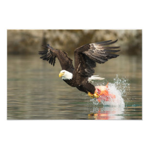 Explosive Bald Eagle Photo Print