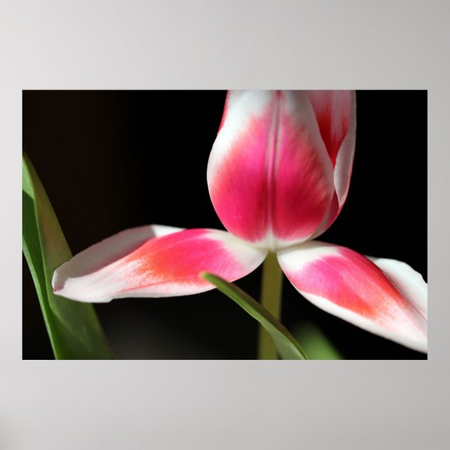 Exposed Poster (Front)