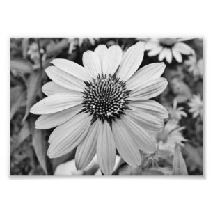 Expressions 5x7 Photographic Print