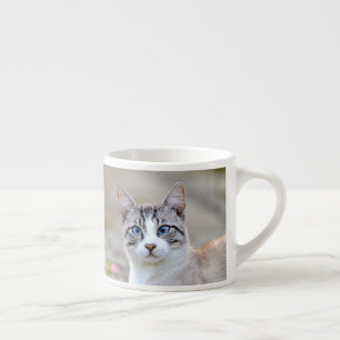 Expresso tasse espresso Photo chat animal de compagnie.