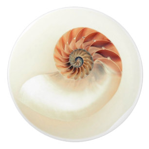 Exquisite nautilus shell ceramic knob