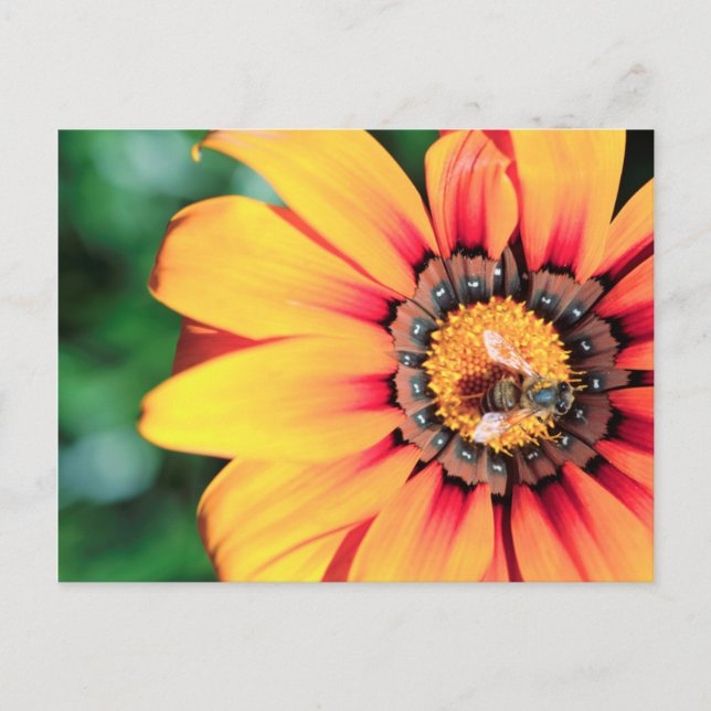 Extreme Close-Up Of A Bee Collecting Pollen Postcard (Front)