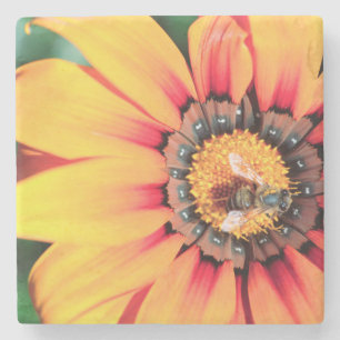 Extreme Close-Up Of A Bee Collecting Pollen Stone Coaster