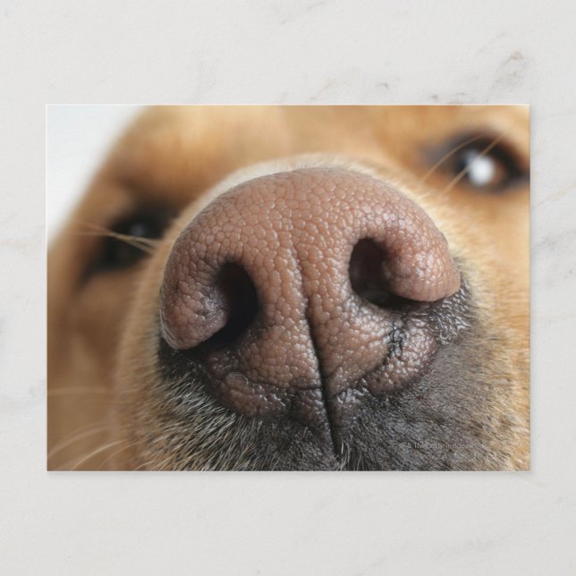 Extreme close-up of a dog nose. postcard (Front)
