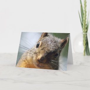 Extreme Closeup Squirrel Picture Card