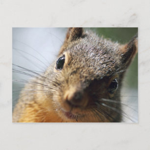 Extreme Closeup Squirrel Picture Postcard