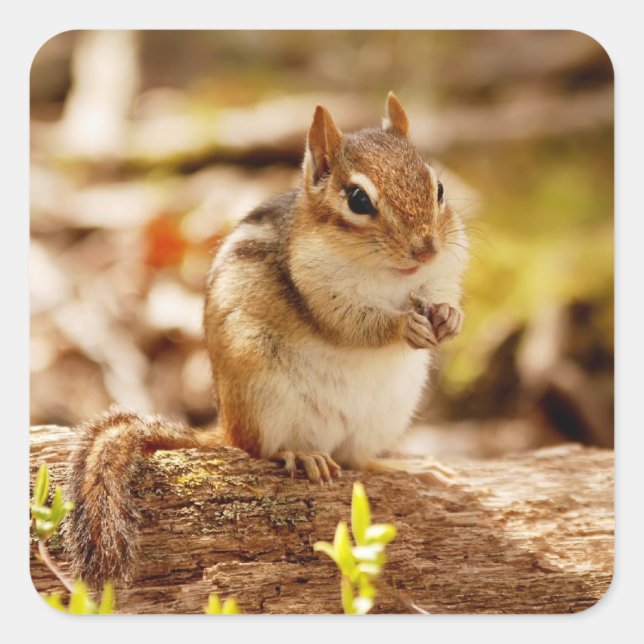Extremely Cute Chipmunk Square Sticker (Front)
