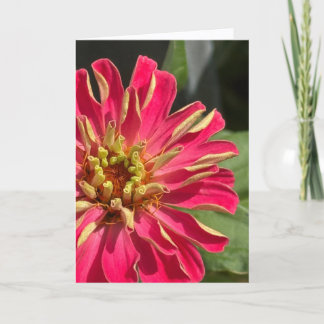 Exuberant Zinnia Blank Greeting Card