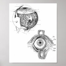 Eye-Anatomy Poster