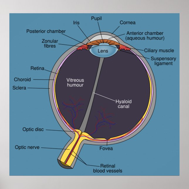Eye Anatomy Poster (Front)