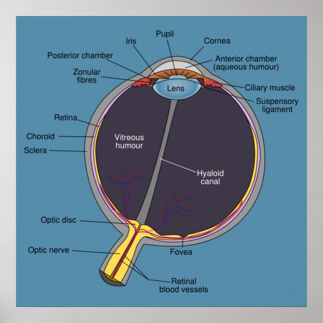 Eye Anatomy Poster (Front)