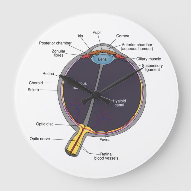 Eye Anatomy Wall Clock (Front)