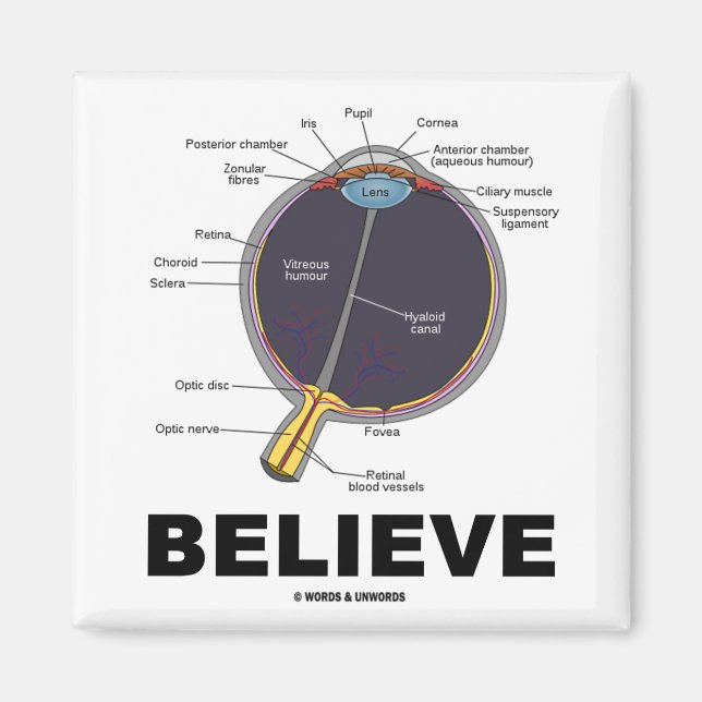 Eye Believe (Anatomical Humour) Magnet (Front)