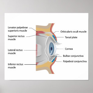 Eye conjunctiva anatomy Poster