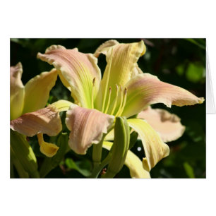 Eye de la grenouille de Daylily '