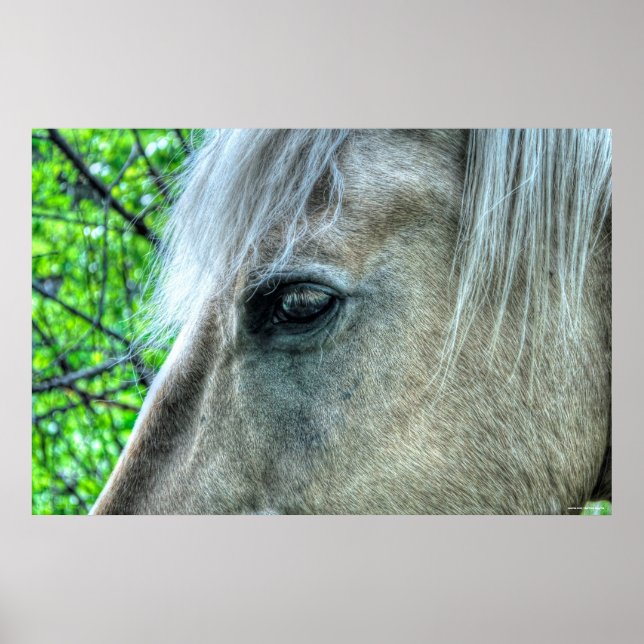Eye of Horse White Ranch Mare Photo 2 Poster (Front)