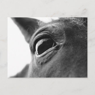 Eye of pony 1 postcard