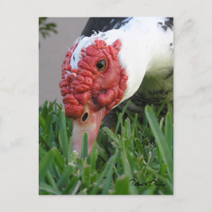 Eye of the Duck Close-Up Photograph Postcard