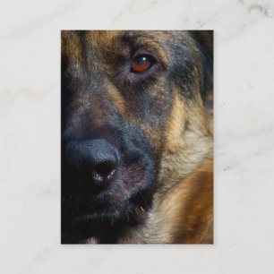 Eye of the Shepherd Business Cards