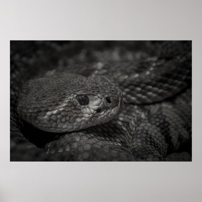 eye of the snake poster (Front)