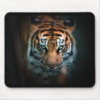 Eye of the Tiger