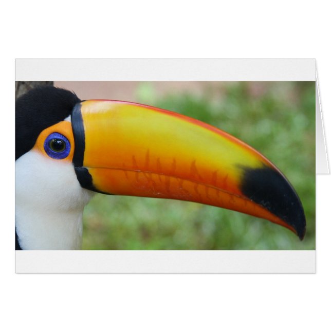 Eye of the Toucan (Front Horizontal)