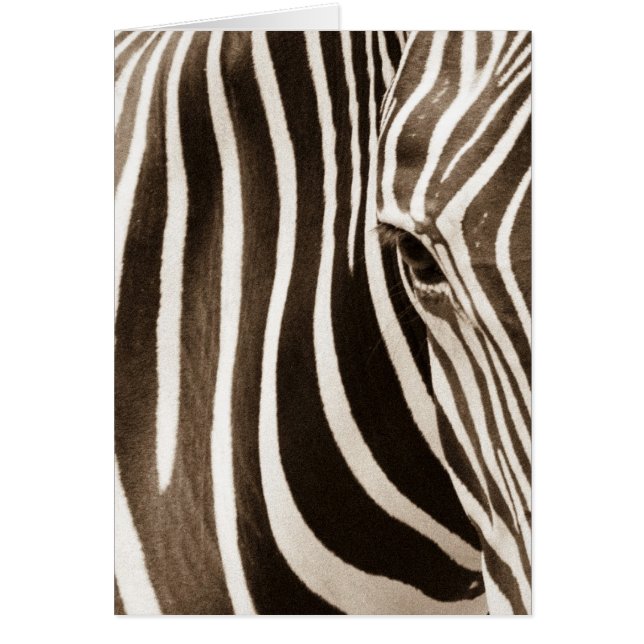 Eye of the Zebra (Front)