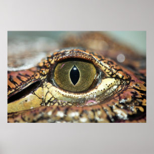 Eye on You Gator Poster