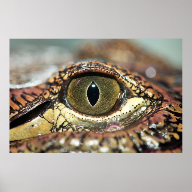 Eye on You Gator Poster (Front)