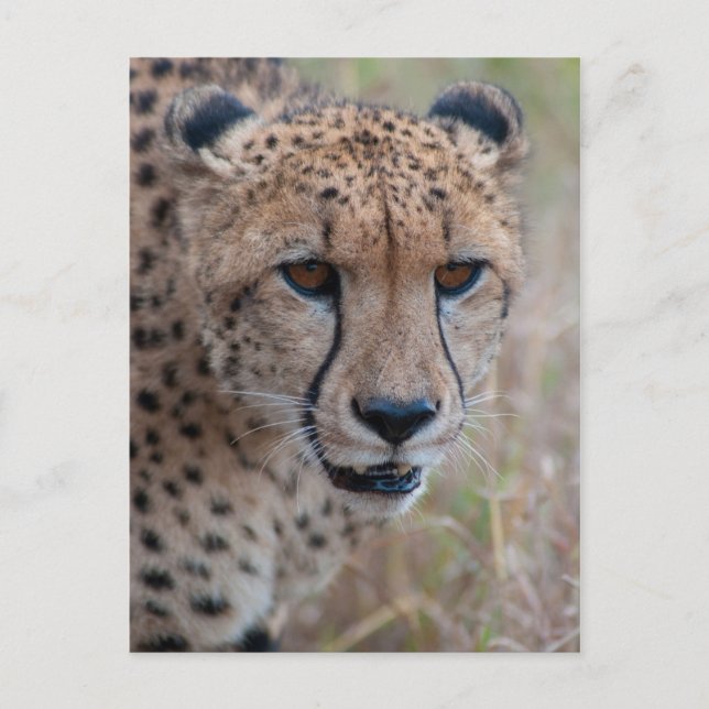 Eye to Eye - Cheetah Postcard (Front)