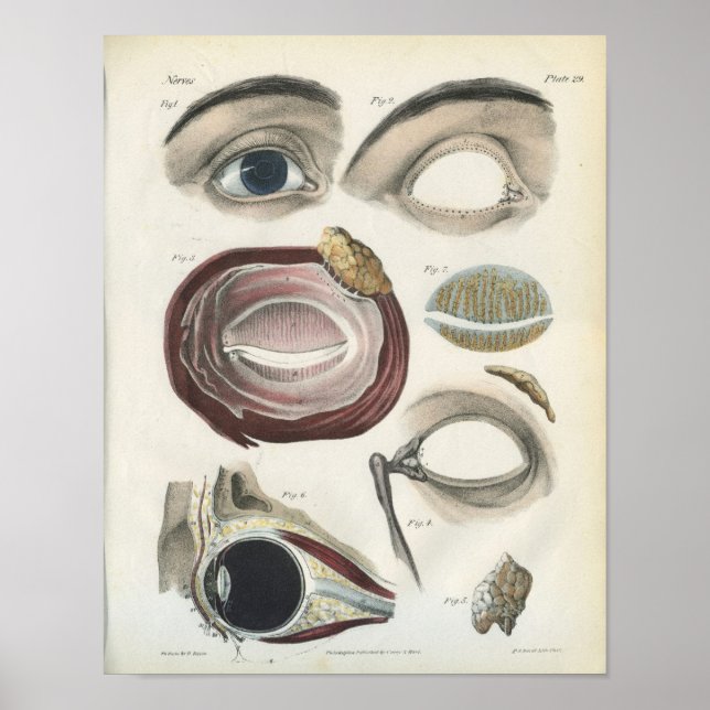 Eye Vintage Anatomy Print (Front)