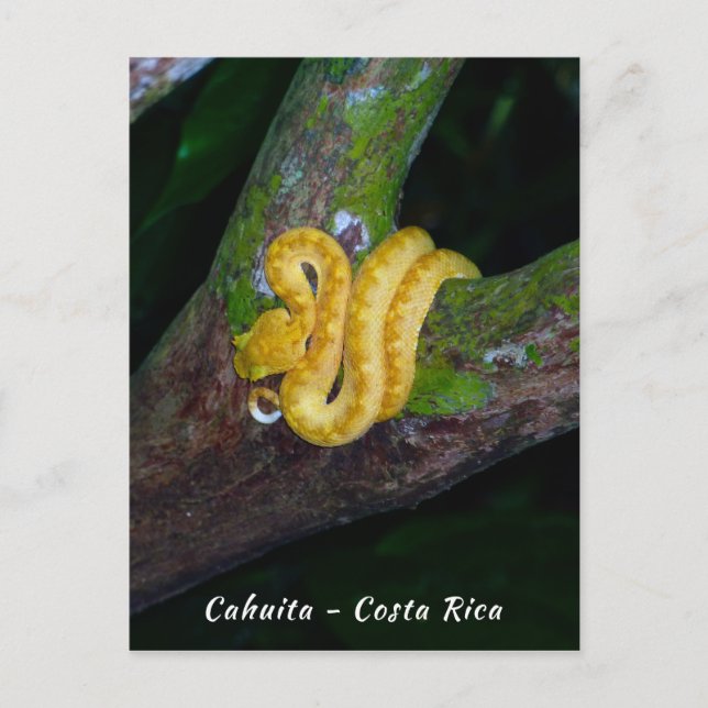 Eyelash viper in Punta Cahuita - Costa Rica Postcard (Front)