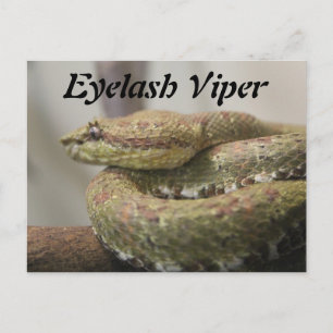 Eyelash Viper Postcard