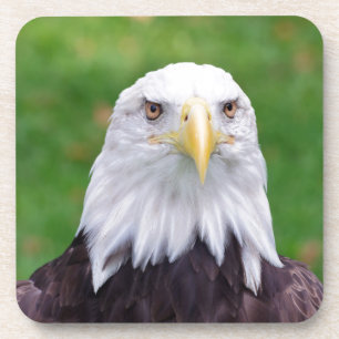 Eyes of a Bald Eagle Coaster